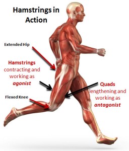 Running%20hamstrings